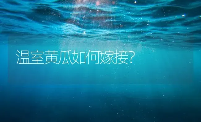 温室黄瓜如何嫁接？ | 蔬菜种植