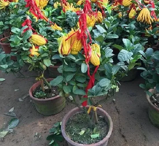 植物播种|佛手瓜怎么留种子 自己收集与获得种子方法