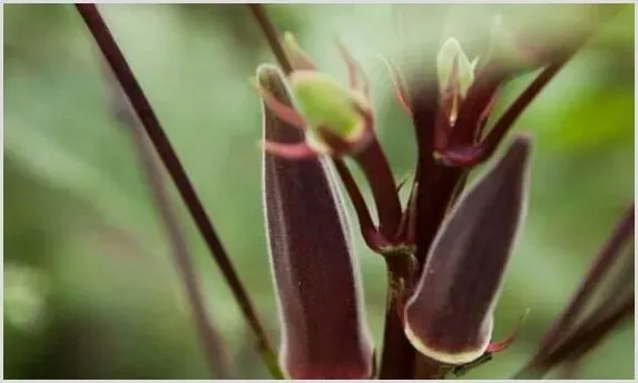 紫秋葵的种植时间怎么把握 | 种植技术