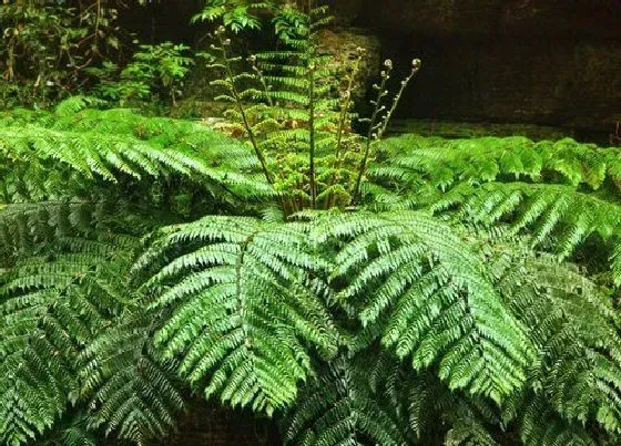 植物种类|裟椤树是保护植物吗