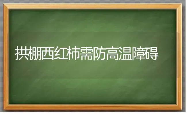 拱棚西红柿需防高温障碍 | 蔬菜种植