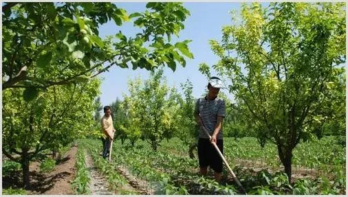 苹果园夏季管理病虫害防治技巧 | 种植施肥