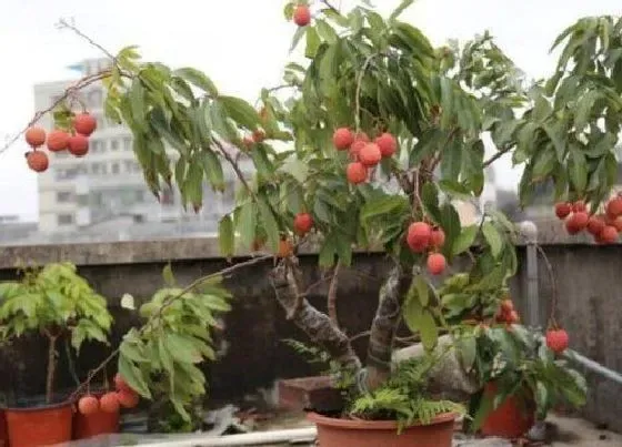 植物修剪|荔枝树怎么修剪方法