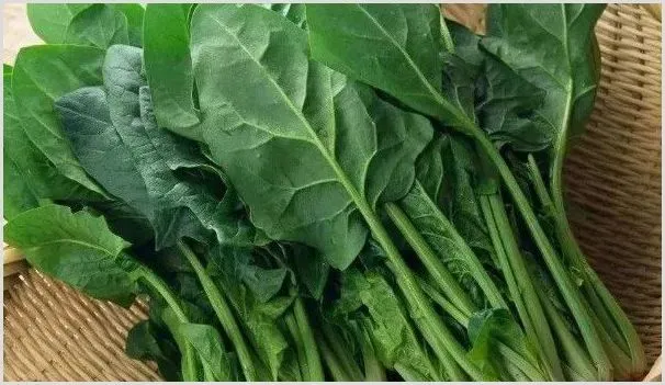 菠菜出苗后不长的原因 | 农业科普