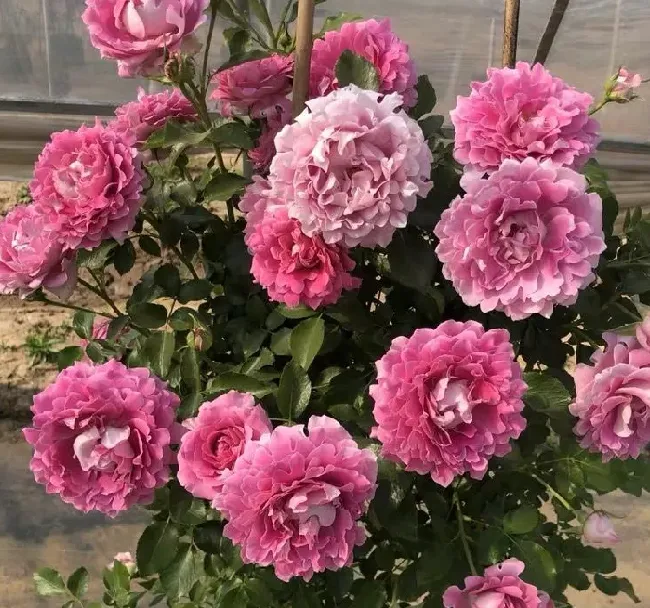 植物百科|梦幻褶边月季花优缺点（爬藤梦幻褶边长多高，值得买吗）