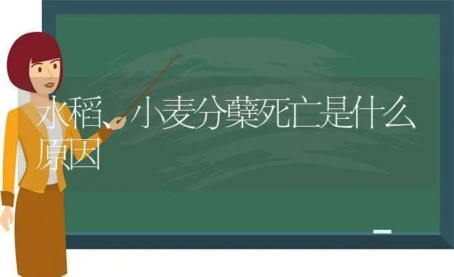 水稻、小麦分蘖死亡是什么原因 | 粮油作物种植