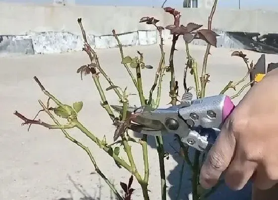 植物修剪|微月怎么修剪方法