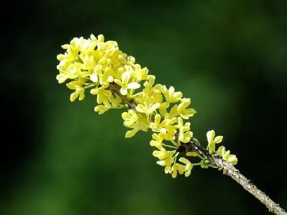 吸甲醛|桂花可以净化空气吗 有吸甲醛的作用吗