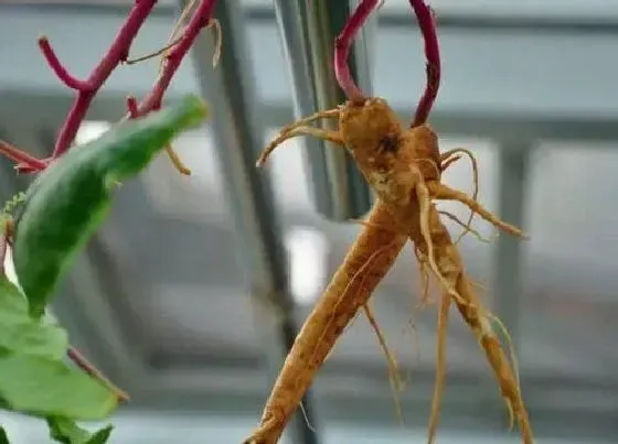 功效常识|人参菜的功效与作用及食用方法 人参菜怎么吃法