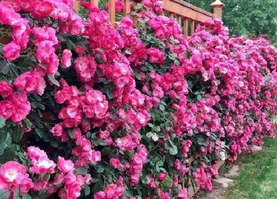 植物排行|大花爬藤月季什么品种最好