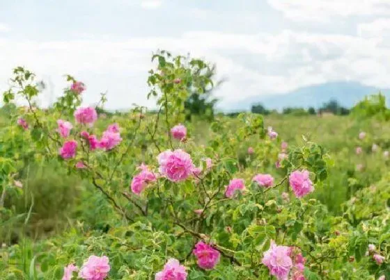 花语|粉色玫瑰代表什么花语