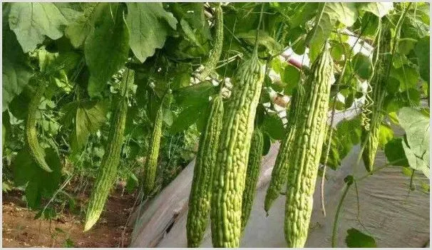 苦瓜苗尖黄怎么回事 | 种植资料