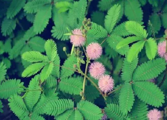 植物修剪|含羞草怎么修剪枝叶 修剪成型方法，图片）