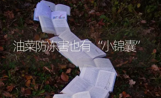 油菜防冻害也有“小锦囊” | 粮油作物种植