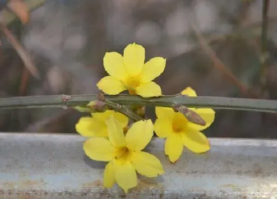 种植管理|迎春花摘心打顶时间与方法