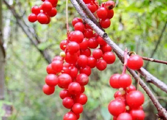 植物泡水|五味子可以泡水喝吗