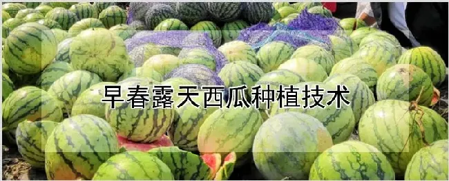 早春露天西瓜种植技术 | 农业技术