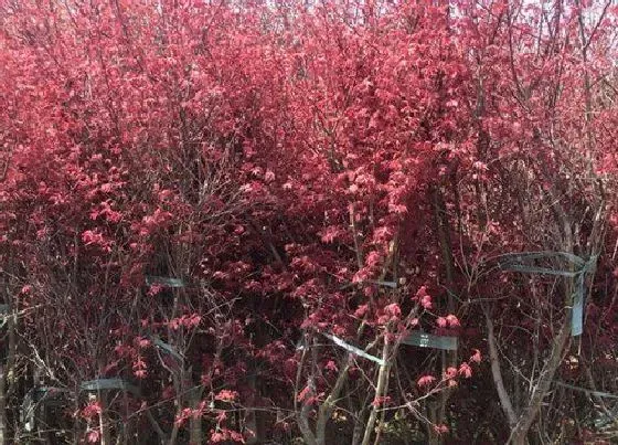 植物修剪|鸡爪槭什么时候剪枝好 最佳修剪时间