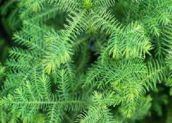 植物浇水|文竹水浇多了怎么办