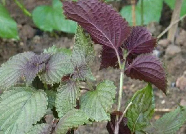 植物浇水|紫苏多久浇一次水