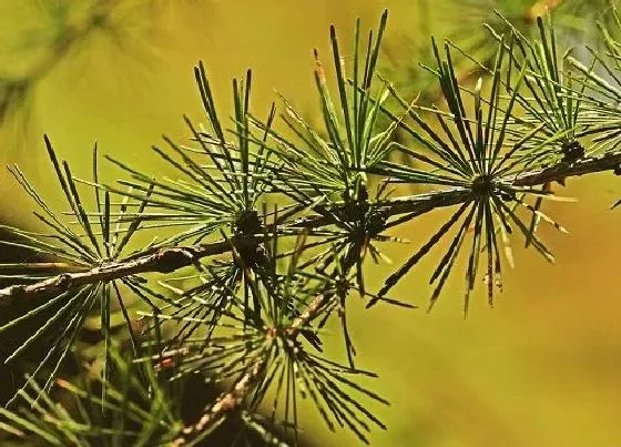 植物百科|落叶松一年能长多高 寿命多少年