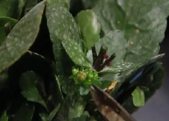 植物修剪|长寿花什么时候剪枝最好