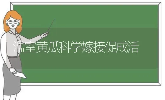 温室黄瓜科学嫁接促成活 | 蔬菜种植