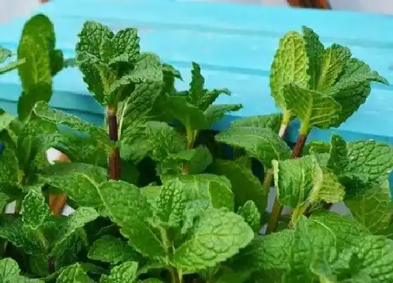 开花时间|薄荷多久开花一次