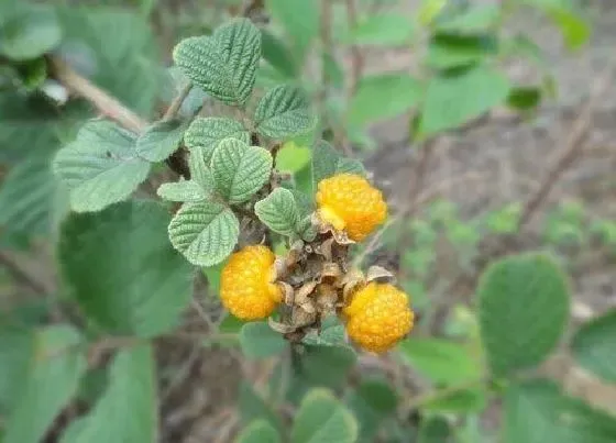 水果科普|黄梅是什么水果