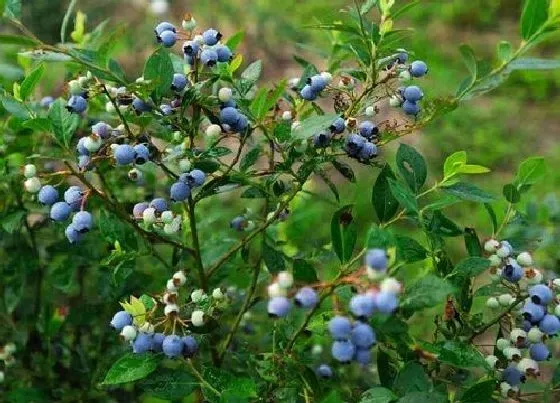 冬天植物|蓝莓抗冻吗