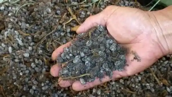 植物施肥|羊粪能直接种花吗，如何用腐熟的羊粪种植盆栽花卉）