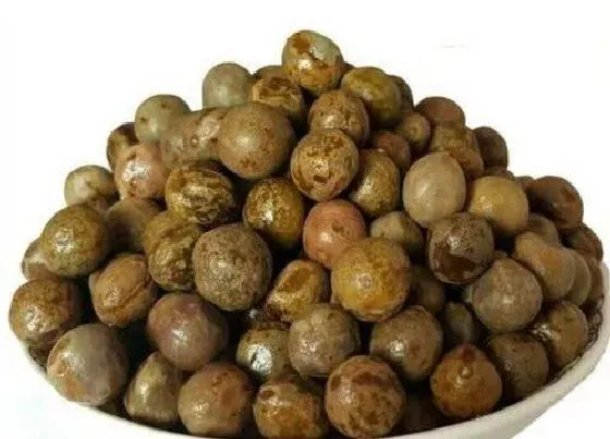 食用须知|鸡头果要煮多长时间才能吃（吃鸡头果的好处和坏处）