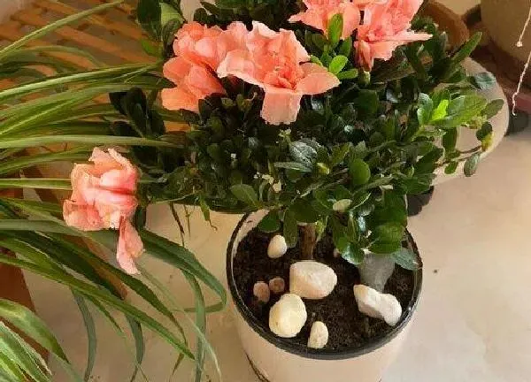 养殖科普|杜鹃花用什么盆栽好