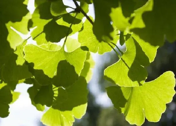 植物百科|银杏叶是什么形状