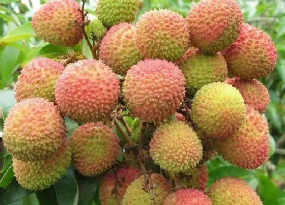 果实成熟|珠海荔枝什么时候成熟上市