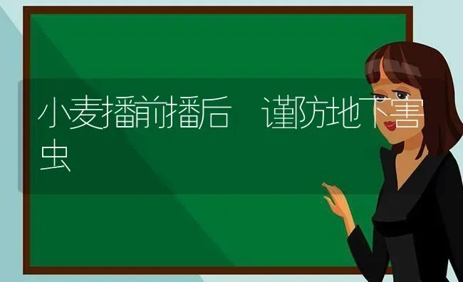 小麦播前播后 谨防地下害虫 | 粮油作物种植