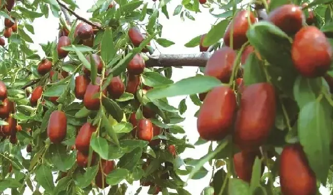 植物产地|哪里的大枣品质最好（山西、山东什么地方大枣正宗质量好）