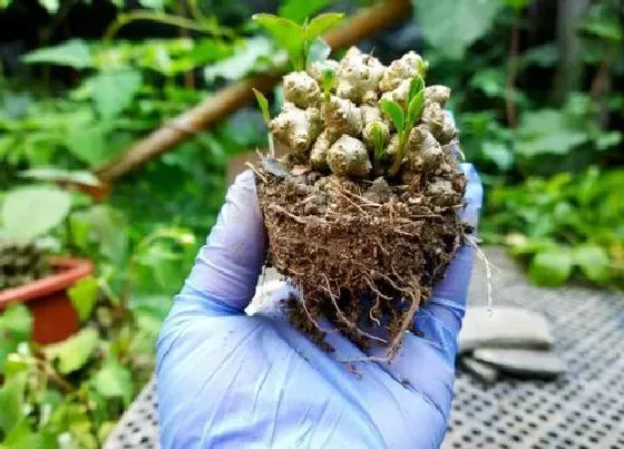 果实成熟|三七几月份收获