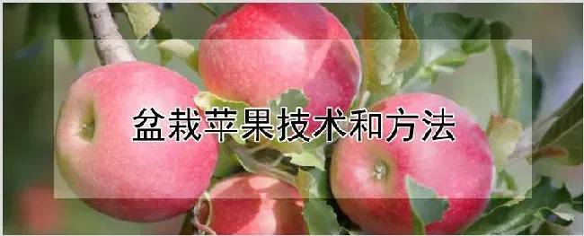 盆栽苹果技术和方法 | 农业技术