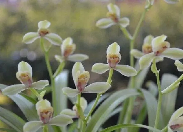 植物浇水|建兰多久浇一次水