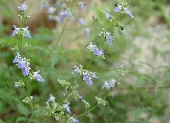 花期|荆条花期是什么时候