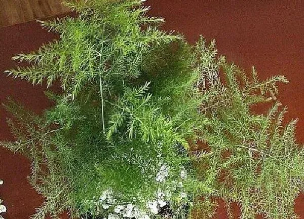 植物浇水|文竹水浇多了怎么办
