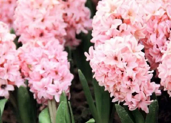 花语|粉色风信子的花语和寓意