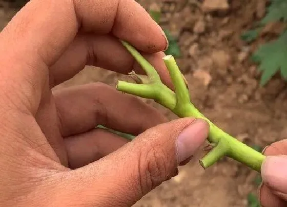 植物嫁接|牡丹嫁接时间和方法