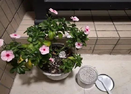 植物施肥|有机肥料是指什么肥料，有机肥给植物生长提供什么）