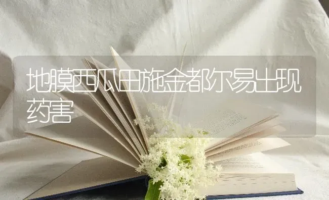 地膜西瓜田施金都尔易出现药害 | 瓜果种植
