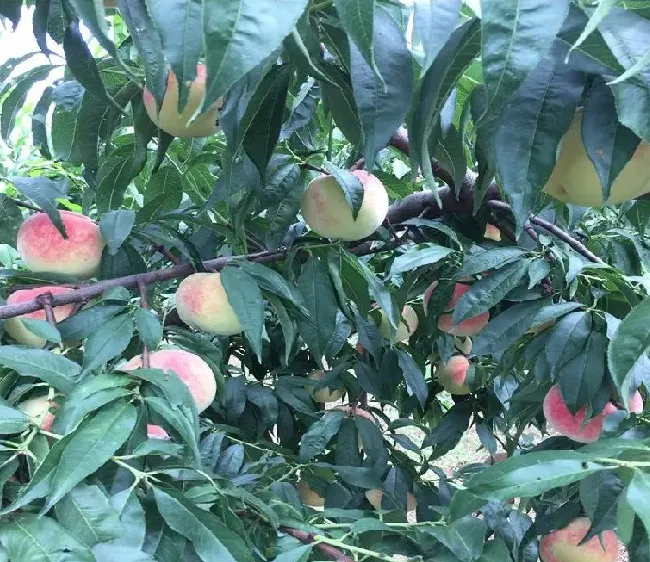 黑桃皇后种植前景怎么样？好吃吗 | 自然知识