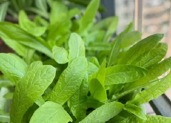 种植管理|莴苣几月份种植合适
