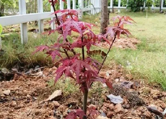 植物百科|美国红枫一年能长多高