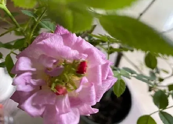 植物施肥|羊粪能直接种花吗，如何用腐熟的羊粪种植盆栽花卉）